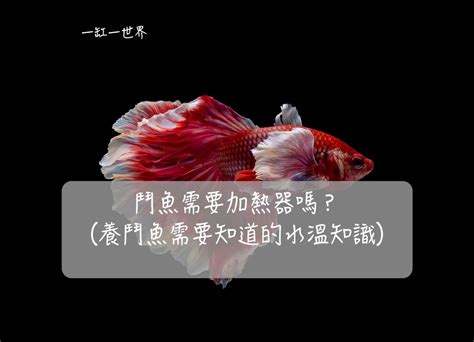 財位可以養鬥魚嗎|養鬥魚招財：魚缸擺放學問